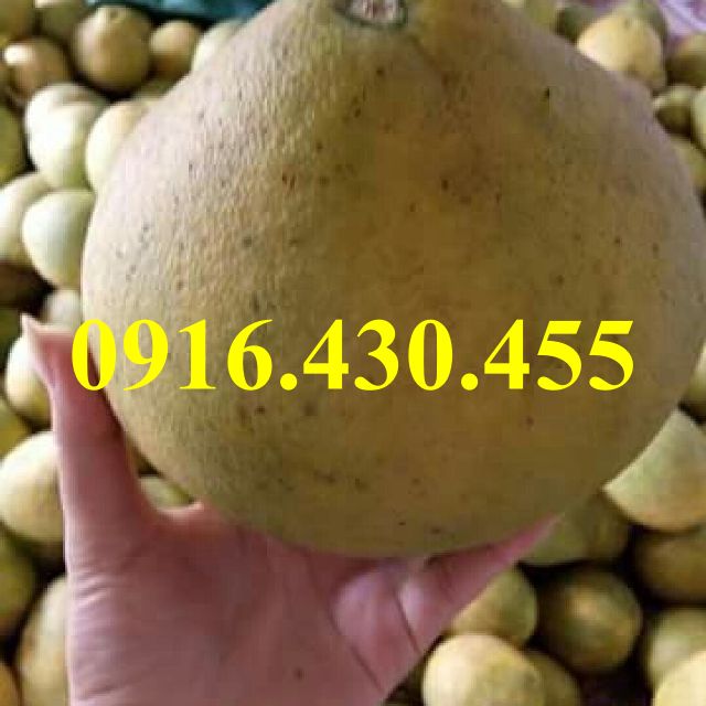 Cây giống bưởi Tân lạc